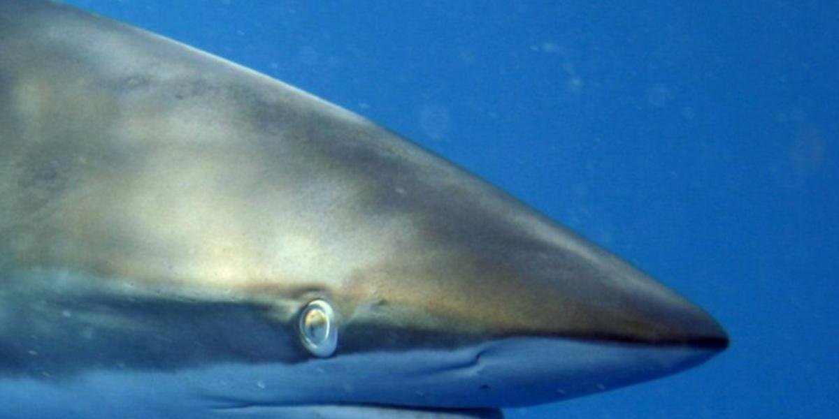 Dragonfly Data Science Positive Signs For Silky Shark In The Pacific